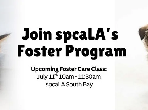 Foster Training Class – July 11th
