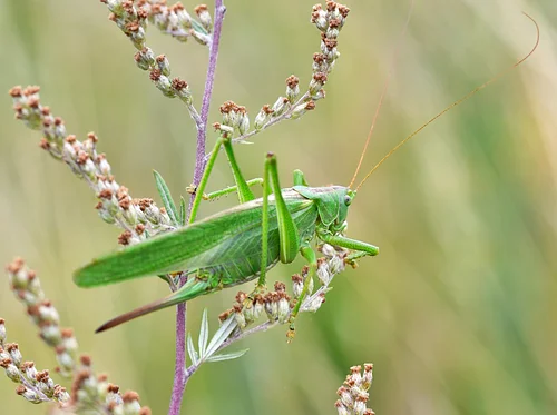 Bug Buddies: Powerful Jumpers