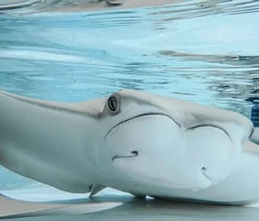 Conservation Connections: World Ocean Day 2026