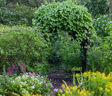 Florida Plant Walk & Tea Experience