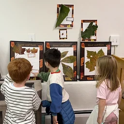 The Great Leaf Hunt Begins