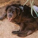 Rescues & Rosé with New York Safe Animal Rescue and Live Music by Toni Santora
