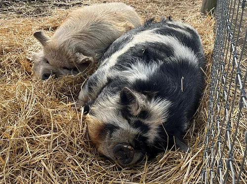 Meet our Animals: Peculiar Pigs