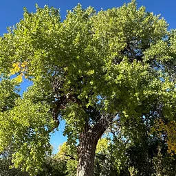 The Kinship of Trees (September 26)