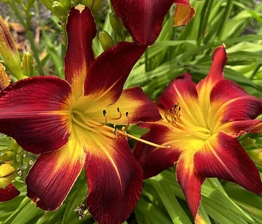 Free State Daylily Society Sale at the Carroll County Farmer’s Market