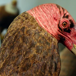 International Vulture Awareness Day