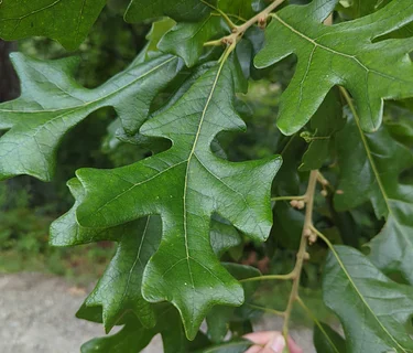 Summer Tree ID