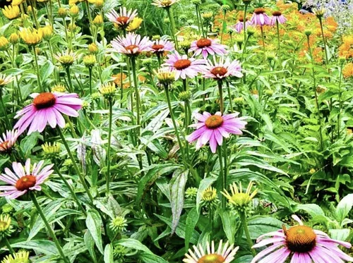 Easy Ways to Add Native & Edible Plants to Your Garden (Plus Invasives to Avoid)