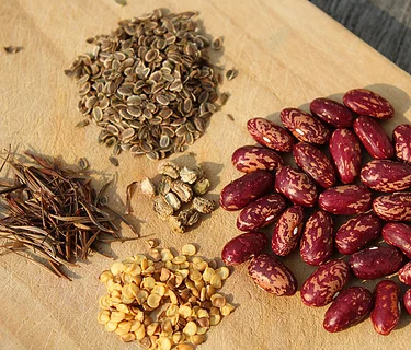 Seed Saving Workshop