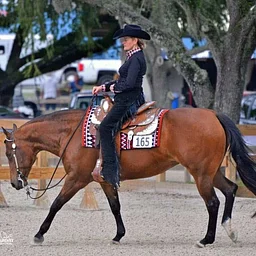 FL Paint Horse Club