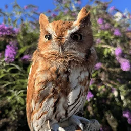 Evelyn Alexander Wildlife Rescue Center to Host Birds of Prey Meet-and-Greet at Marders on November 7