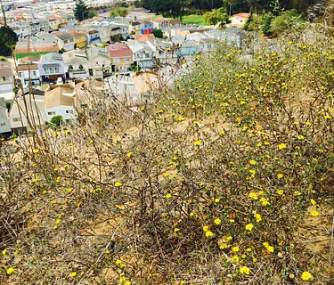San Bruno Mountain Dunes Tour and Restoration Event
