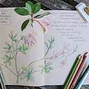 Journaling the Garden