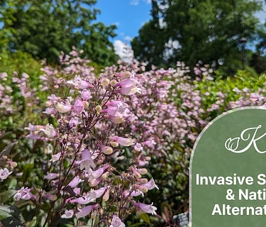 Invasive Species and Native Alternatives
