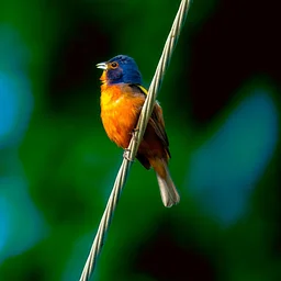 Back Island Birding
