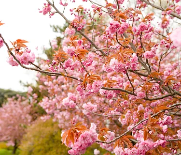 Spring Garden Tour