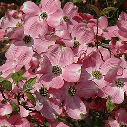 Dogwood Cultivars Pre-Order