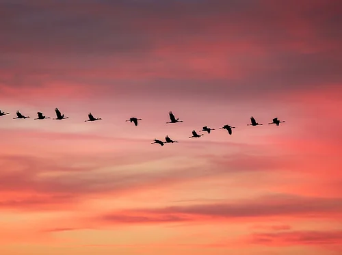 Spring Birding Class – Migration