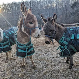 Giving Hay Day