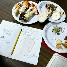 Mushroom Identification & Field Sketching for Kids and Families with Kim McNett