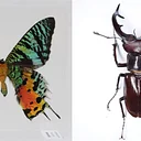 SUNSET MOTH & STAG BEETLE PRESERVATION with GOTHAM TAXIDERMY