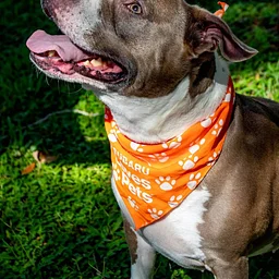 Pet Adoption Day