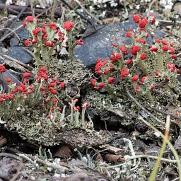 Trail Tour in Hays Woods Park – Lichens and Air Quality