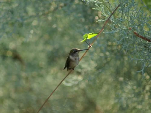 Take Home Hummingbird Garden