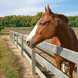 Fall Festival / Hanover Field and Farm Tour