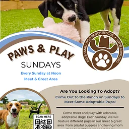 Paws & Play Sundays