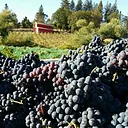 Montoliva Vineyard & Winery logo