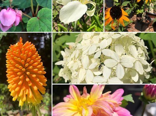 Fall Plant Sale
