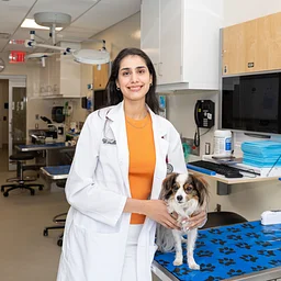 Bladder Stones in Dogs and Cats