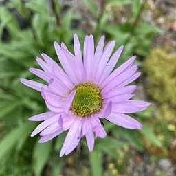 Guided Garden Tour at the Pratt Museum Botanical Garden