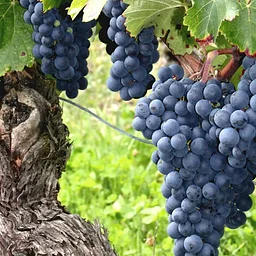Cabernet Sauvignon Grape Class & Tasting!