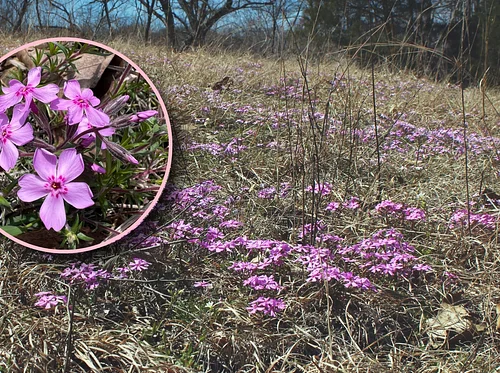 Serpentine Barrens Pink Hill Tour