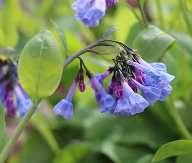 Spring Wildflower Stroll: Early to Mid-season Woodland Beauties
