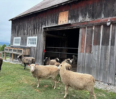 Fiber Crafts Collective