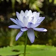 McKee Botanical Garden