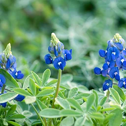 Bluebonnet Propagation (Sold Out)