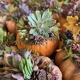 Succulent Pumkin Workshop