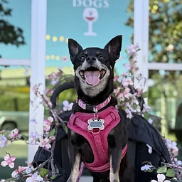 SAVE THE DATE: Hula's 3rd Annual Chihuahua Palooza! 🥳