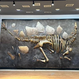 Everything Dinosaur (on the Rocks) Lecture #5: Stegosaurs