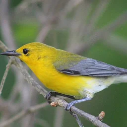 Lake Nevin Bird Walk