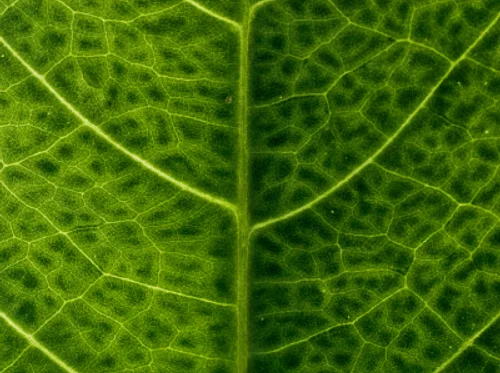 Gardening with Kids: Garden Artists • Colors and Dyes from Nature