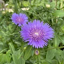 Beginning Botany