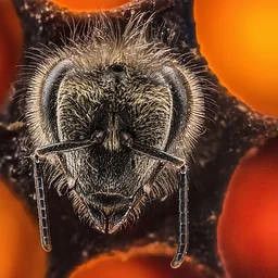 Changemaker Speaker Series Anand Varma: Exploring Nature’s Hidden Worlds