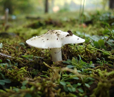 Understanding the Misunderstood: Ecology of Fungi