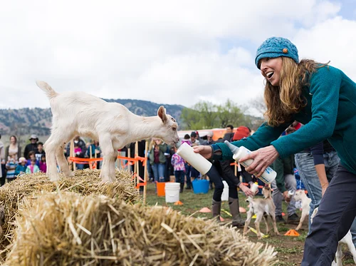 Baby Goat Bottle Feeding & Dairy Farm Tour