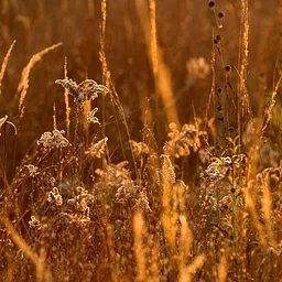 Prairie in Your Pocket